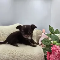 Full AKC Juliette's Chocolate Male # 3, a male Chihuahua for sale in Cullowhee, NC – 7 of 10