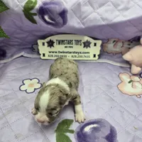 Juliettes Chocolate girl full Akc long coat, a female Chihuahua for sale in Cullowhee, NC – 6 of 10