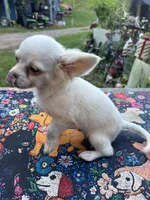 Full AKC Snowy Hidden Merle male, a male Chihuahua for sale in Cullowhee, NC – 3 of 10