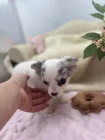 Full AKC Blue Eyed Jill female, a female Chihuahua for sale in Cullowhee, NC – 8 of 10