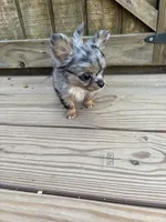 Jewels , a female Chihuahua for sale in Cullowhee, NC – 3 of 10