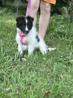 Lucy female full AKC , a female Shetland Sheepdog for sale in Cullowhee, NC – 3 of 10