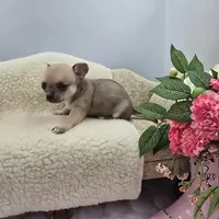 Full AKC Summer Male 1, a male Chihuahua for sale in Cullowhee, NC – 9 of 10