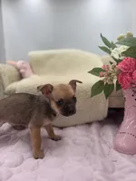 Full AKC Summer Male 2, a male Chihuahua for sale in Cullowhee, NC – 3 of 10