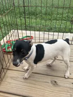 Full AKC Mini's Male #2, a male Toy Fox Terrier for sale in Cullowhee, NC – 2 of 10