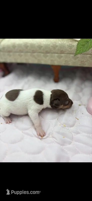 Cupcake chocolate male – Toy Fox Terrier puppy for sale in Cullowhee, NC