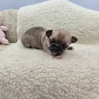 Zoey Full Akc male, a male Chihuahua for sale in Cullowhee, NC – 6 of 10