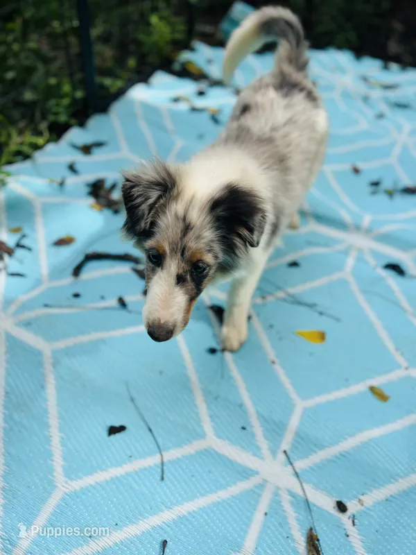 Full AKC Zina M 1 – Shetland Sheepdog puppy for sale in Cullowhee, NC