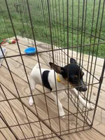 No papers Mini's Male # 1, a male Toy Fox Terrier for sale in Cullowhee, NC – 10 of 10