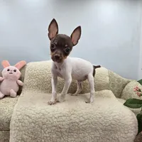 Cupcake tiny chocolate male, a male Toy Fox Terrier for sale in Cullowhee, NC – 4 of 10