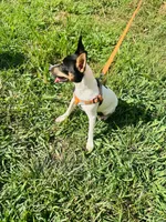  Jeffery Male # 1, a male Toy Fox Terrier for sale in Cullowhee, NC – 6 of 10