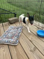 No papers Mini's Male # 1, a male Toy Fox Terrier for sale in Cullowhee, NC – 2 of 10