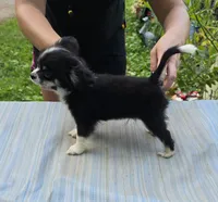 Full AKC Jack Male , a male Chihuahua for sale in Cullowhee, NC – 5 of 6