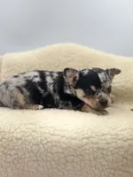 Ravens male full AKC , a male Chihuahua for sale in Cullowhee, NC – 6 of 10