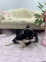 Full AKC Jack Male , a male Chihuahua for sale in Cullowhee, NC – 2 of 10