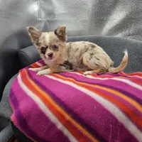 Chocolate Merle Rain full  AKC , a female Chihuahua for sale in Cullowhee, NC – 8 of 10