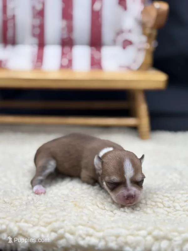 Fawn sable female full AKC – Chihuahua puppy for sale in Cullowhee, NC