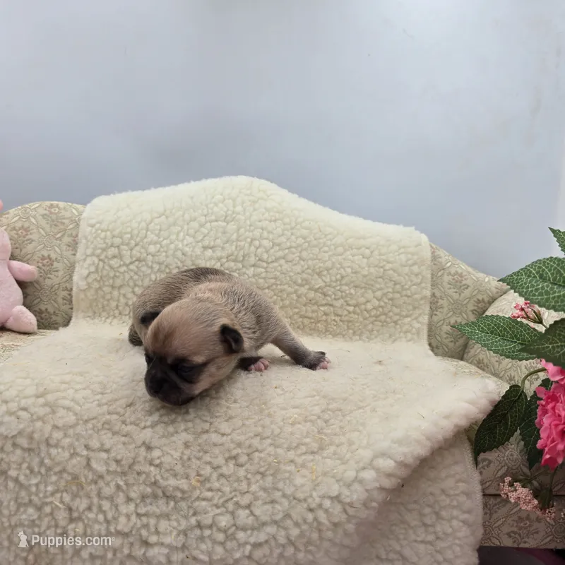 Zoey Full Akc male – Chihuahua puppy for sale in Cullowhee, NC