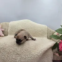 Zoey Full Akc male, a male Chihuahua for sale in Cullowhee, NC – 1 of 10