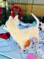 Full AKC Snowy Hidden Merle male, a male Chihuahua for sale in Cullowhee, NC – 8 of 10