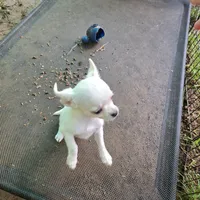 Full AKC Joey hidden merle male, a male Chihuahua for sale in Cullowhee, NC – 7 of 10