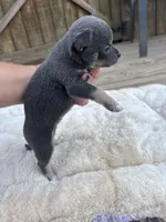 Blue tri full AKC , a female Chihuahua for sale in Cullowhee, NC – 10 of 10