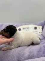 processed/16dbfd18-c7ab-4292-a994-64ff92b9ab60/listing/9646ba8f-9f04-4a68-9505-8df96adaf1fa/380aedcb-9a99-4add-941f-cc811b41a700