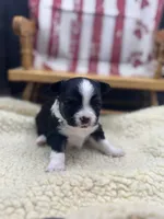Freya male AKC tri , a male Chihuahua for sale in Cullowhee, NC – 2 of 10