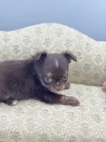 Full AKC Juliette Male # 3, a male Chihuahua for sale in Cullowhee, NC – 9 of 10