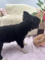 Rosie show prospect , a female Chihuahua for sale in Cullowhee, NC – 4 of 10