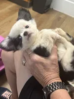 Kitkat Full Akc Champion sire male, a male Chihuahua for sale in Cullowhee, NC – 1 of 9