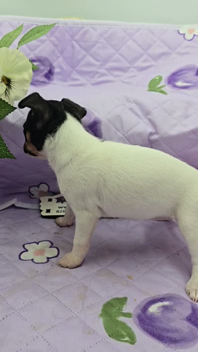 Minnie's sweet girl full Akc, a female Toy Fox Terrier for sale in Cullowhee, NC – 2 of 8