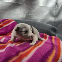 Farrah's Blue Merle Female Full AkC, a female Shetland Sheepdog for sale in Cullowhee, NC – 4 of 10