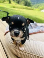  tri male 2  AKC , a male Chihuahua for sale in Cullowhee, NC – 6 of 10