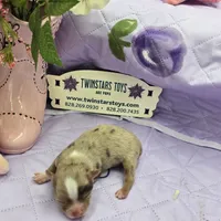 Full Akc Charlotte's chocolate merle male, a male Chihuahua for sale in Cullowhee, NC – 4 of 10