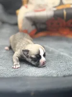 Panda male 2 full AKC , a male Chihuahua for sale in Cullowhee, NC – 7 of 10