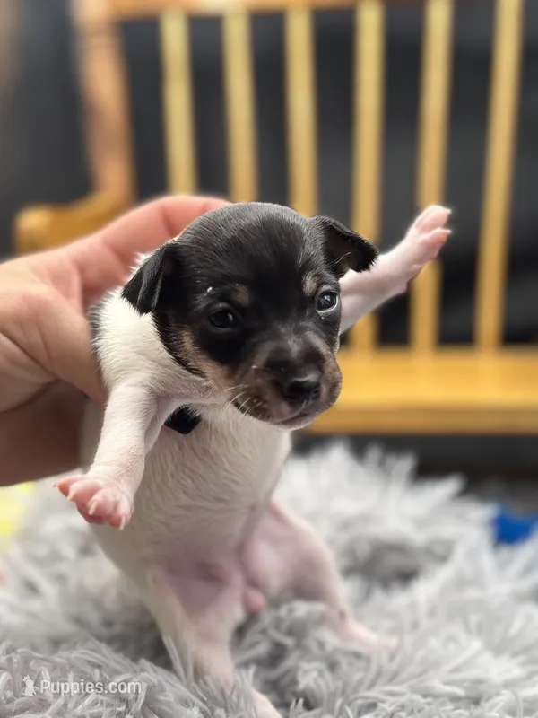 Topanga Female full AKC  – Toy Fox Terrier puppy for sale in Cullowhee, NC