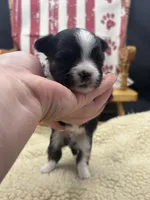 Freya male AKC tri , a male Chihuahua for sale in Cullowhee, NC – 9 of 10