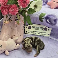 Full Akc Charolette's chocolate merle female, a female Chihuahua for sale in Cullowhee, NC – 4 of 10