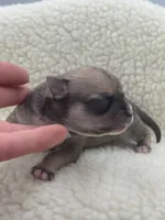 Full AKC Summer Male 1, a male Chihuahua for sale in Cullowhee, NC – 7 of 10