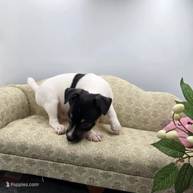 Full AKC Mini's Male # 1 – Toy Fox Terrier puppy for sale in Cullowhee, NC