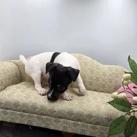 Full AKC Mini's Male # 1, a male Toy Fox Terrier for sale in Cullowhee, NC – 1 of 10