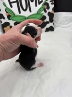 Diamond female full AKC , a female Chihuahua for sale in Cullowhee, NC – Photo 7 of 10