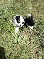 Onyx female full AKC , a female Chihuahua for sale in Cullowhee, NC – 3 of 10
