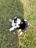 Onyx female full AKC , a female Chihuahua for sale in Cullowhee, NC – 7 of 10