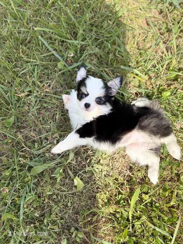 Onyx female full AKC  – Chihuahua puppy for sale in Cullowhee, NC