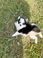Onyx female full AKC , a female Chihuahua for sale in Cullowhee, NC – 1 of 10