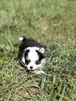 Onyx female full AKC , a female Chihuahua for sale in Cullowhee, NC – 5 of 10