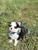 Onyx female full AKC , a female Chihuahua for sale in Cullowhee, NC – 6 of 10
