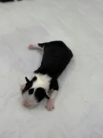 Diamond female full AKC , a female Chihuahua for sale in Cullowhee, NC – Photo 3 of 10